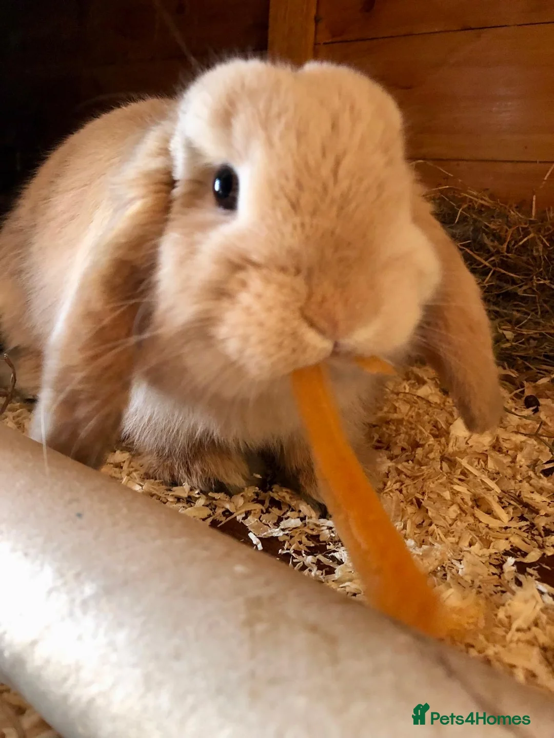 Mini Lop rabbits for sale: Mini lop Male for give away - Advert 1