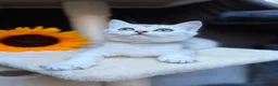 British Longhair cats for sale: PURE TICA BRITISH SHORTHAIR & LONGHAIR KITTENS  - Advert 13