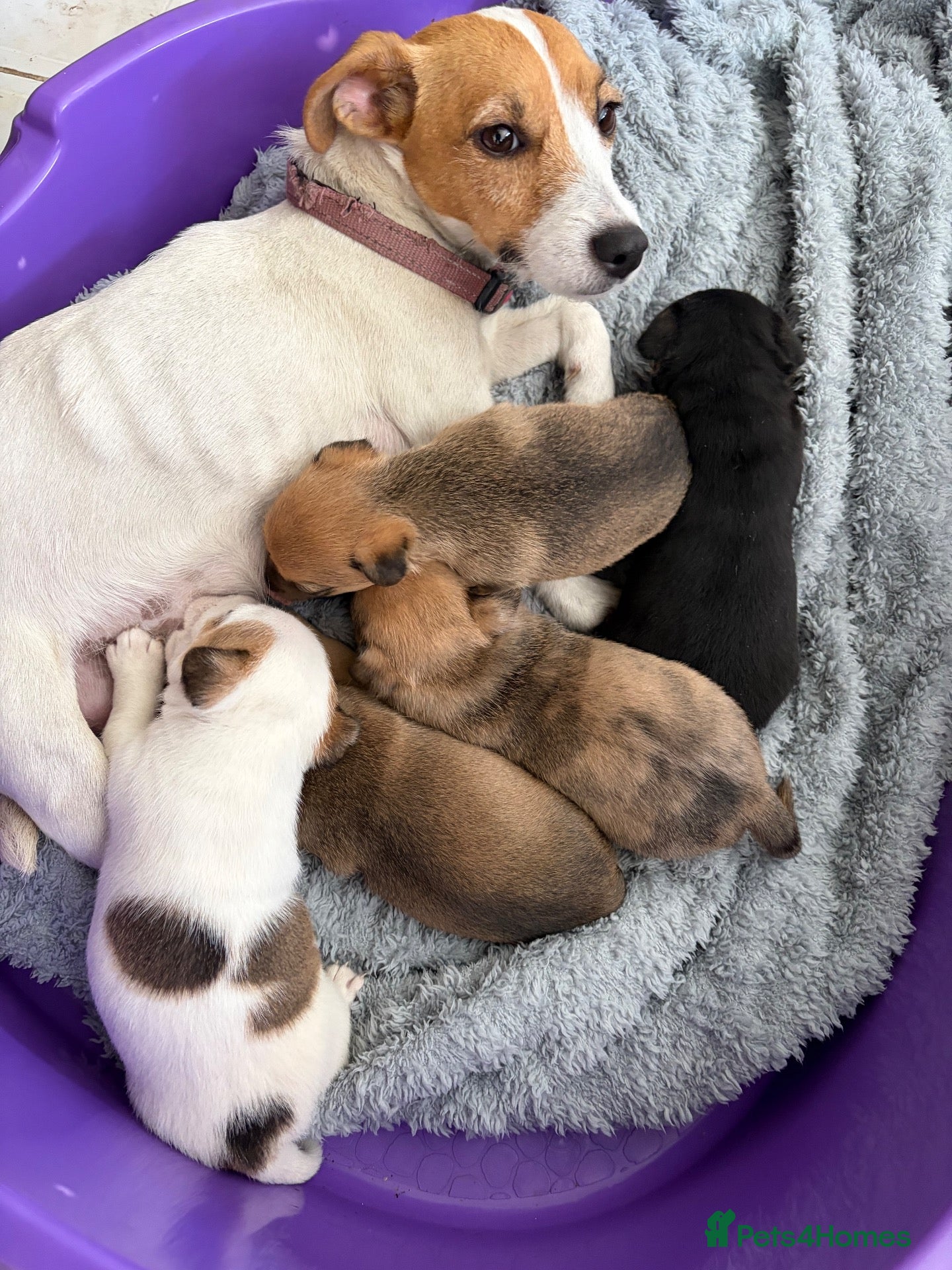 Jack Russell dogs Jack Russell Puppies - Advert 15
