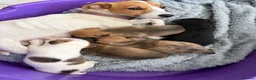 Jack Russell dogs for sale: Jack Russell Puppies - Advert 1