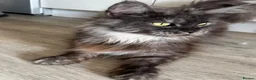 Maine Coon cats for sale: Large female Maine Coon kittens  - Advert 4