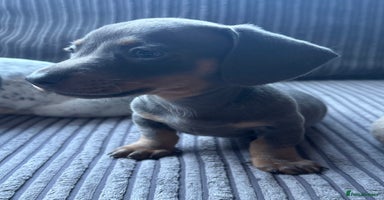 Dachshund dogs - Advert 5