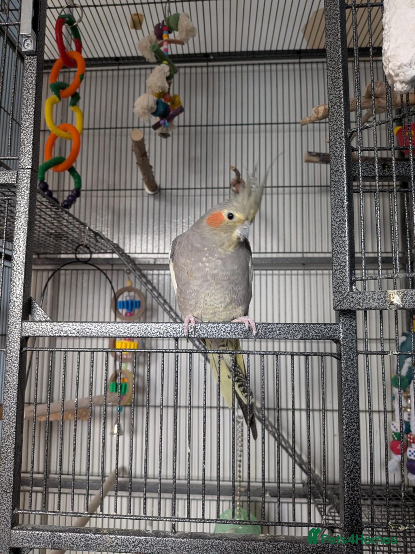 Cockatiels birds for sale: Terry - Advert 2
