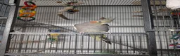Cockatiels birds for sale: Terry in Bonnybridge - Advert 2