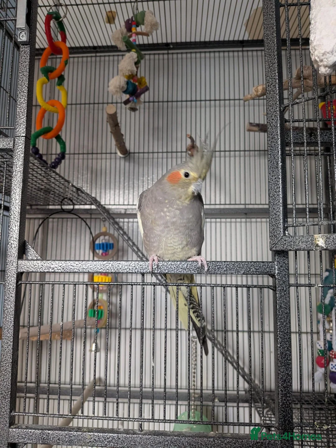 Cockatiels birds for sale: Terry in Bonnybridge - Advert 2