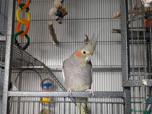 Cockatiels birds for sale: Terry - Advert 2