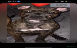 Staffordshire Bull Terrier dogs for sale: Staffy pups (not kc reg) - Image 2