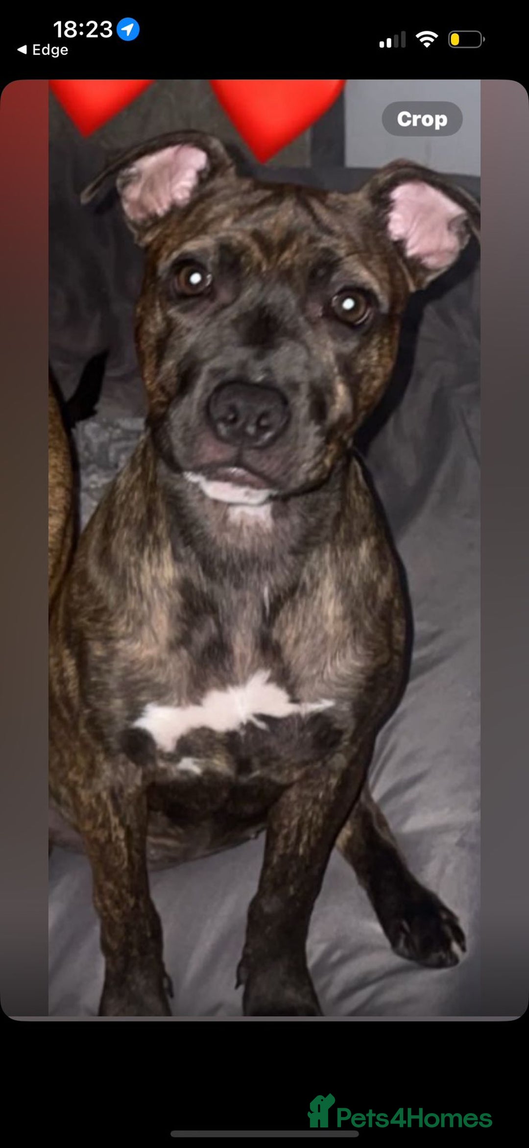 Staffordshire Bull Terrier dogs for sale: Staffy pups (not kc reg) - Image 2