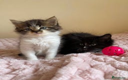 Maine Coon cats for sale: Maine Coon Cross Kittens  - Image 9