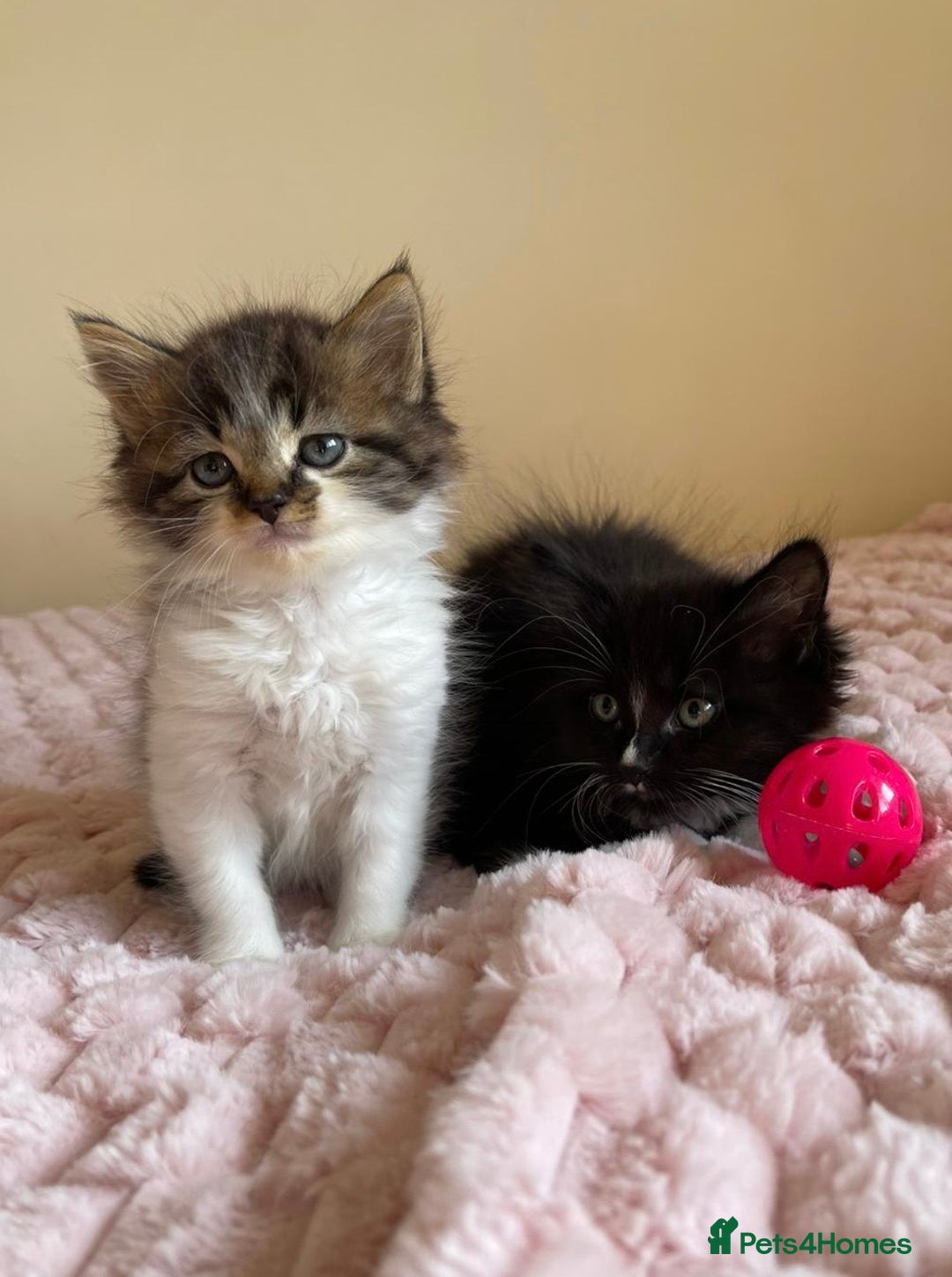 Maine Coon cats for sale: Maine Coon Cross Kittens  - Image 9