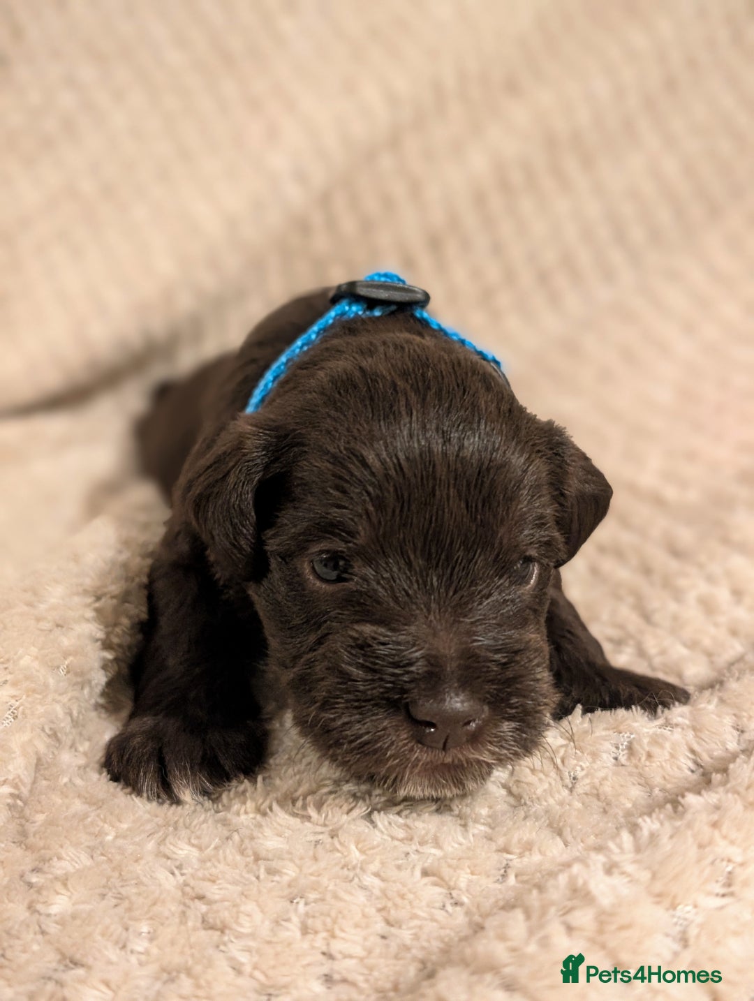 Miniature Schnauzer dogs for sale: KC Reg Rare Miniature Schnauzers - Advert 4