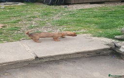 Mixed Breed dogs for sale: Lakeland /Parson bitch puppy - Image 10