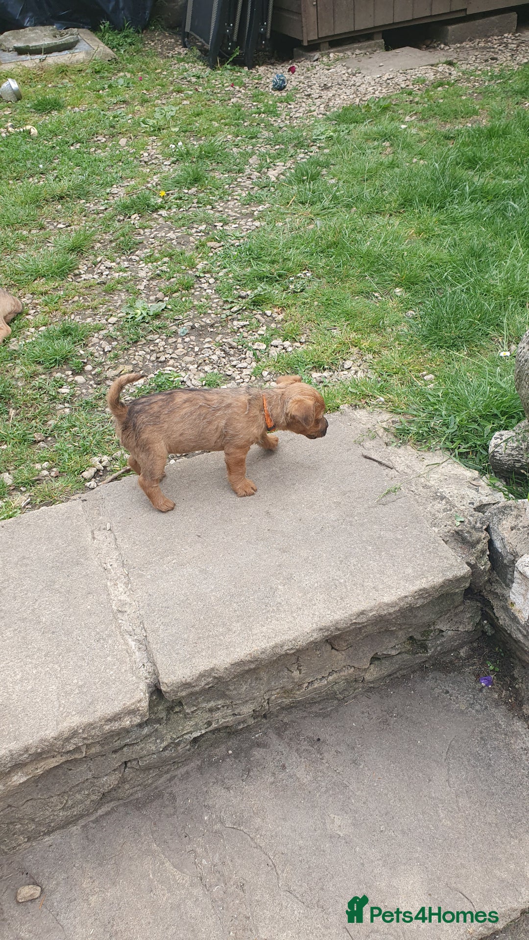 Mixed Breed dogs for sale: Lakeland /Parson bitch puppy - Image 10