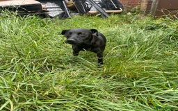 Patterdale Terrier dogs for sale: Patterdale puppies - Image 2