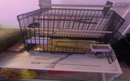 Cockatiels birds for sale: Cockatiel  - Image 3