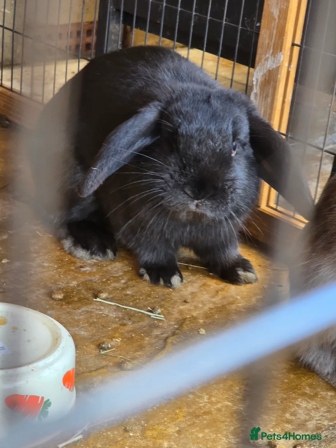 English Lop rabbits for sale: English lops rabbits 2 adults 2 babies - Advert 7