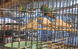 Finches birds for sale: X2 seagreen parrot finch and x3 hen zebras  - Image 4