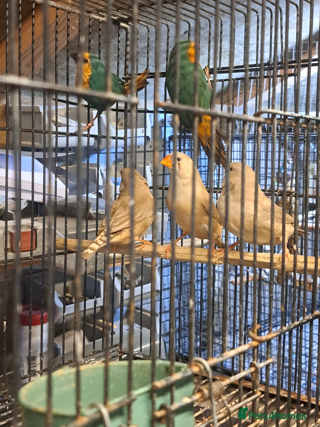Finches birds for sale: X2 seagreen parrot finch and x3 hen zebras  - Image 4