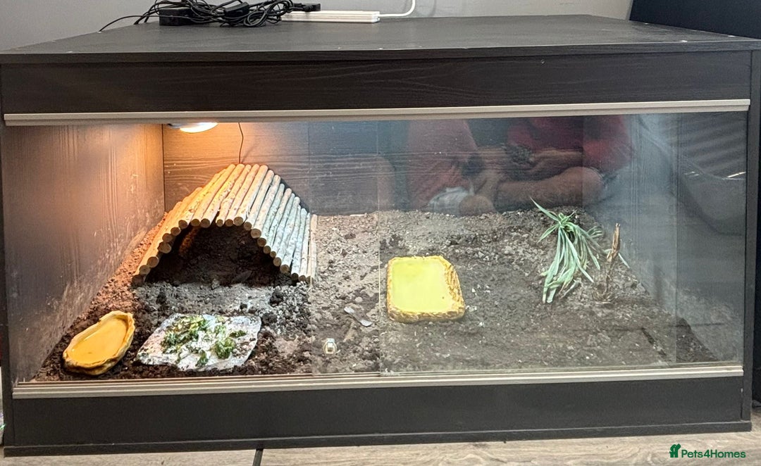 Hermann Tortoise reptiles for sale: Dwarf tortoise looking for a loving home  - Image 2