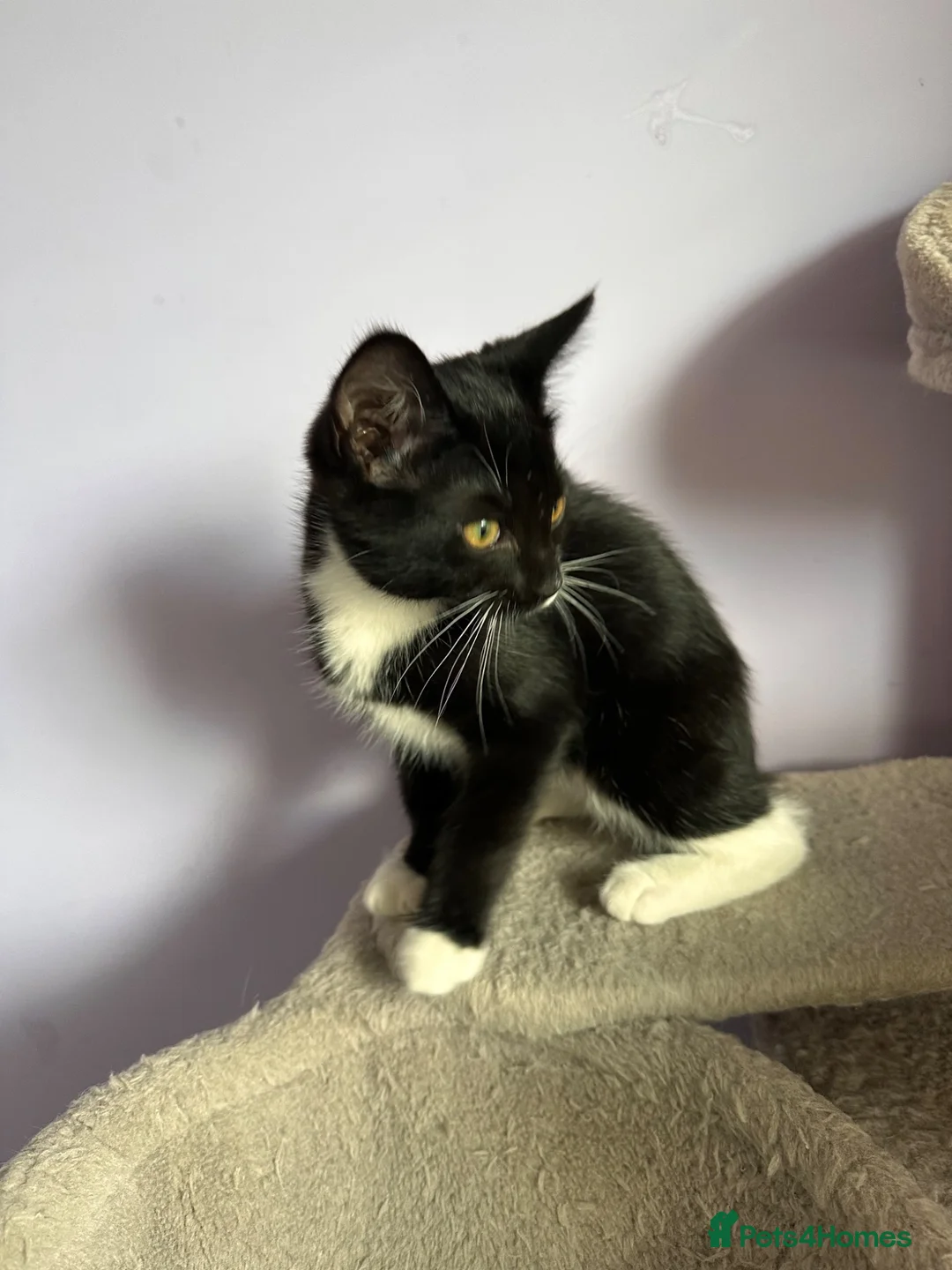 Ragdoll cats for sale: Beautiful Black & White Ragdoll Mix female Kitten - Advert 2