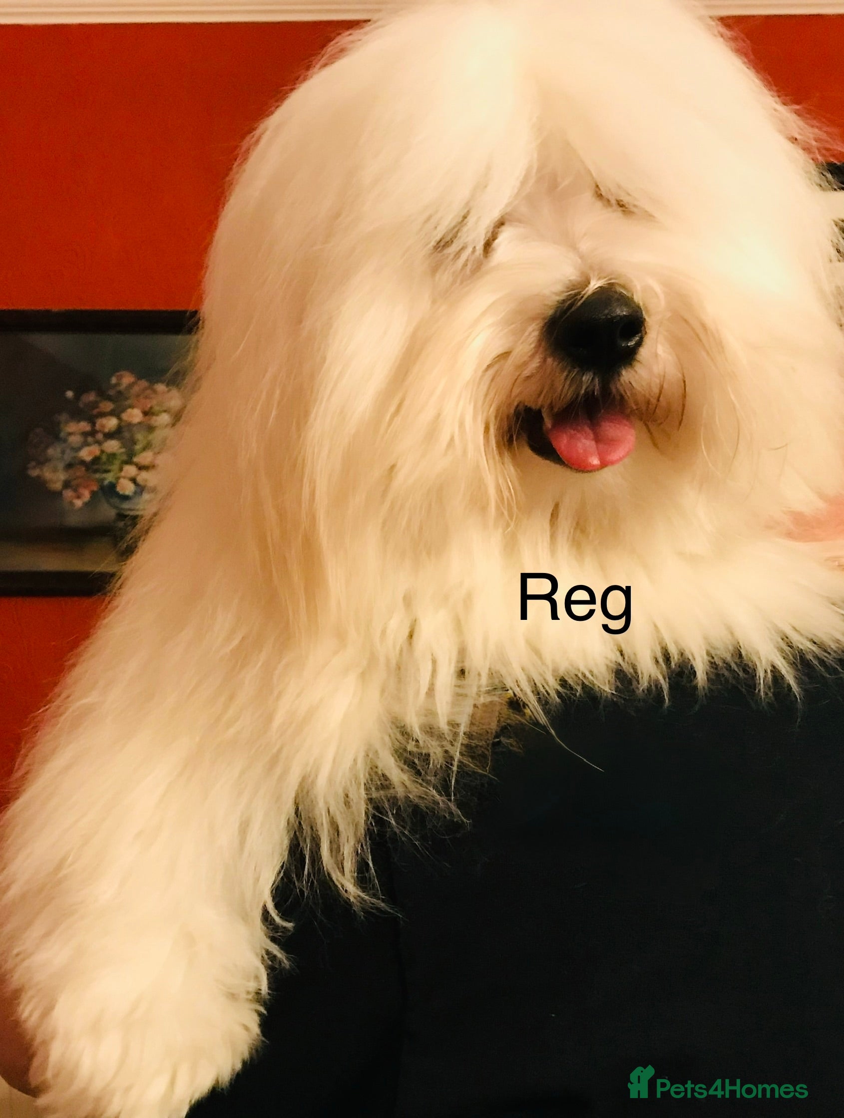 Coton De Tulear dogs KC reg Coton de Tulear parents DNA health tested  - Advert 1