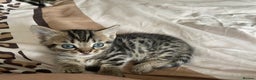 Munchkin cats for sale: Beautiful Bengal Tabby Munchkin Kittens for sale  - Advert 15