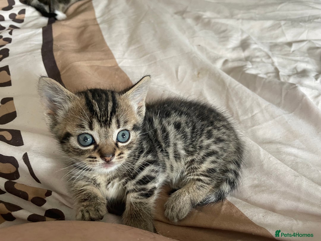 Munchkin cats for sale: Beautiful Bengal Tabby Munchkin Kittens for sale  - Advert 15