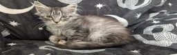Maine Coon cats for sale: Maine coon kittens READY NOW - Advert 2