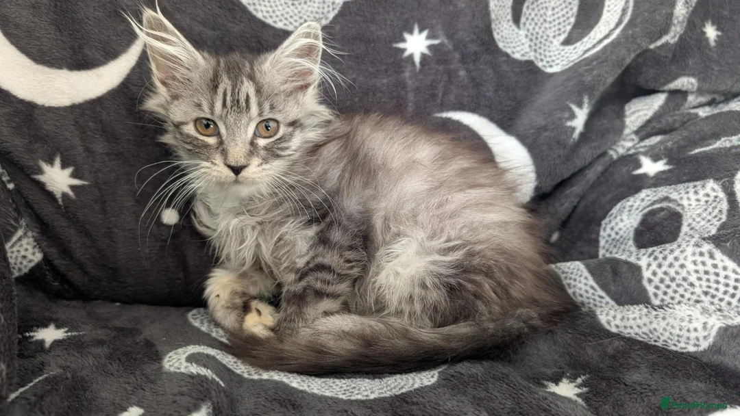 Maine Coon cats for sale: Maine coon kittens READY NOW - Advert 2