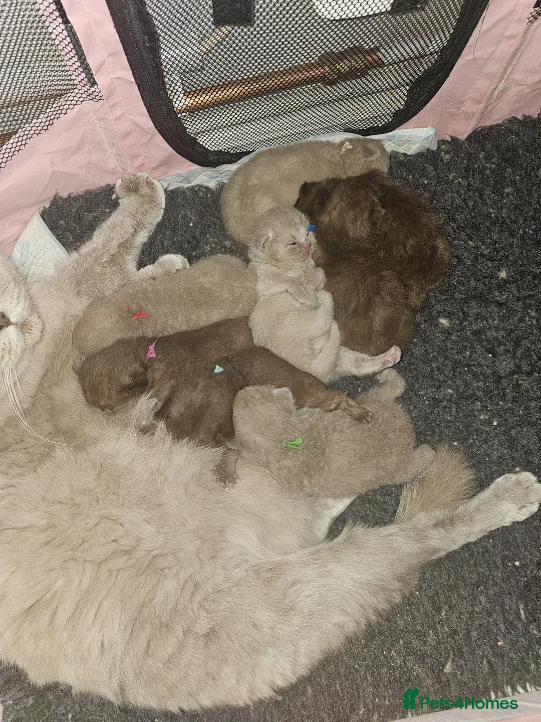 British Shorthair cats for sale: British short hairs / long hair  - Advert 1