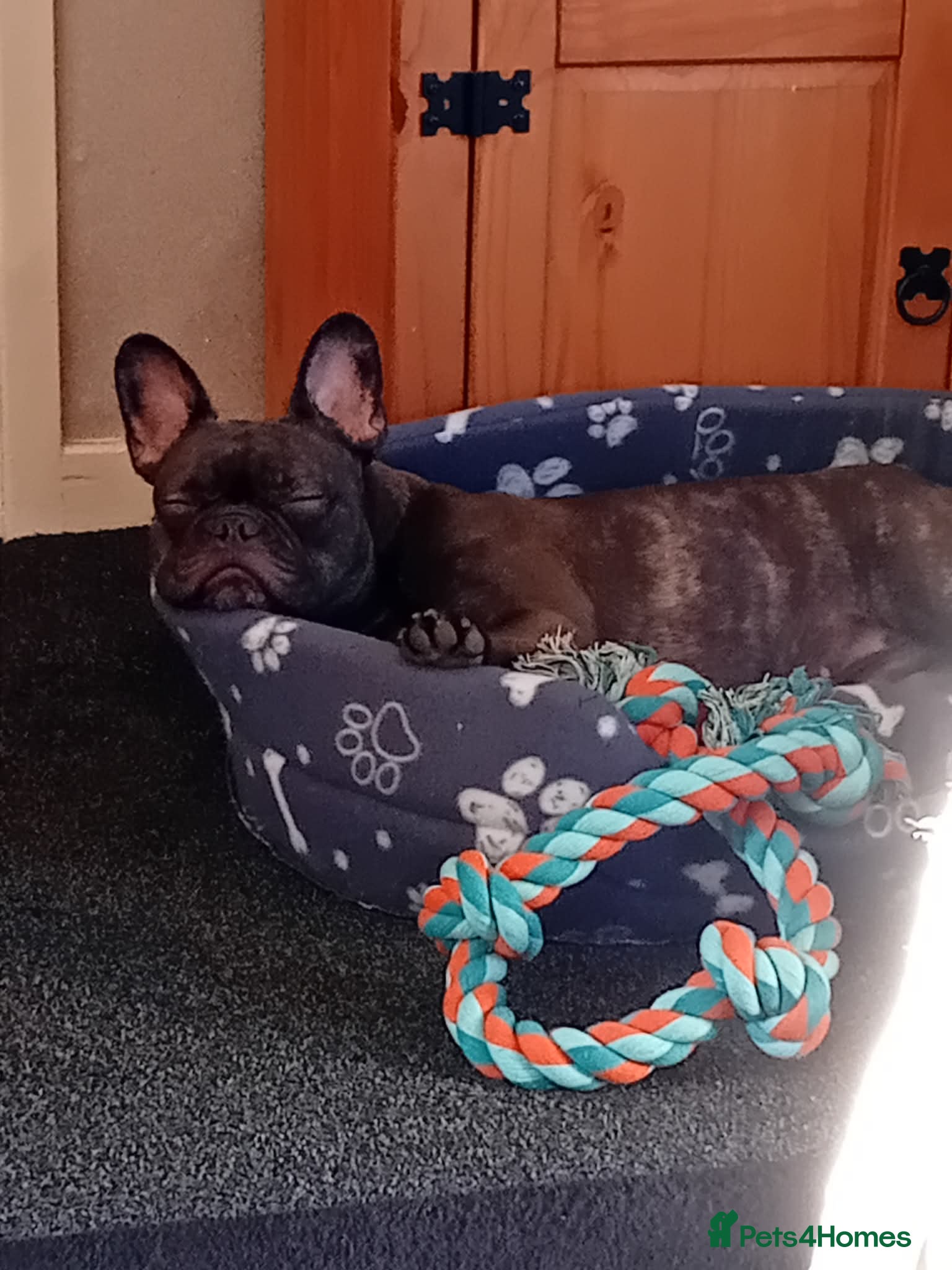 French Bulldog dogs Lola needs a new home - Advert 1
