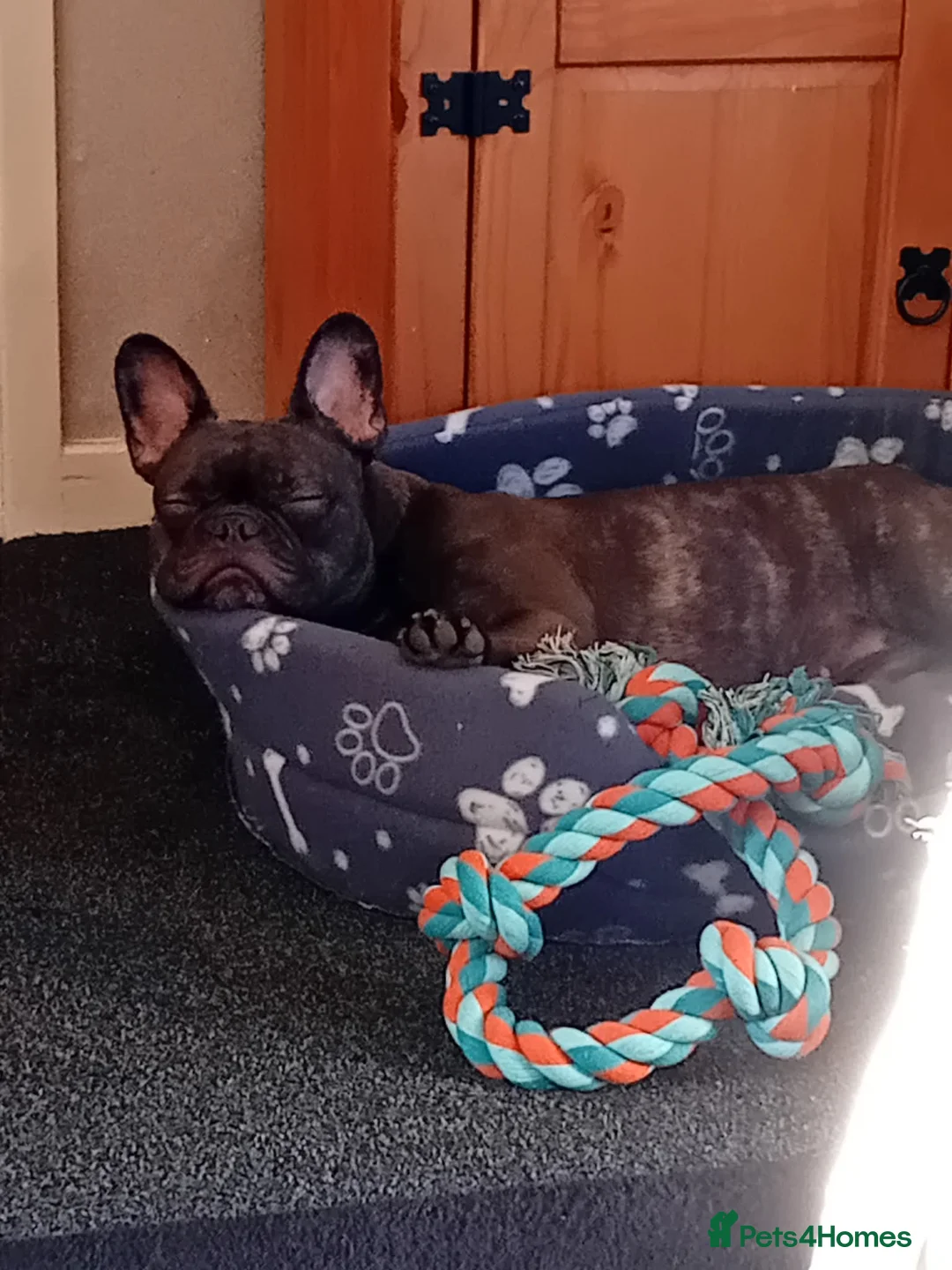 French Bulldog dogs for sale: Lola needs a new home in Salisbury - Advert 1