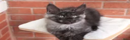 Maine Coon cats for sale: 🐾 WildPawzuk TICA Registered Maine Coon Kittens🐾 - Advert 11