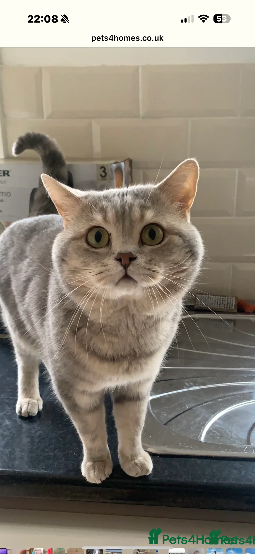Scottish Fold cats for sale: Bella and Bruce - Advert 5