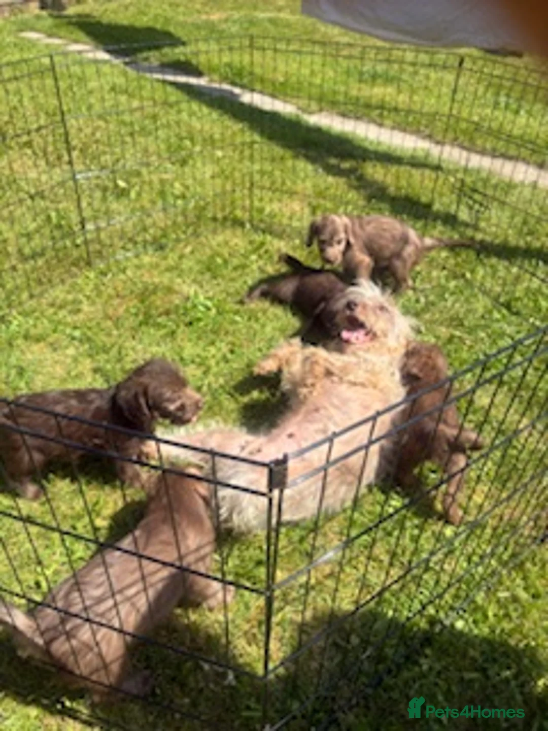 Bedlington Terrier dogs for sale: Bedlington terrier - Advert 7