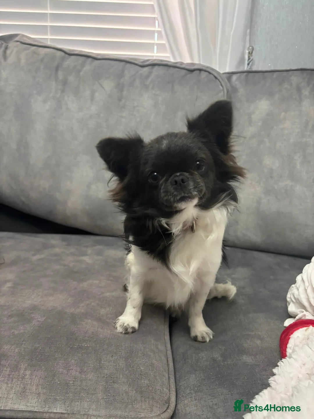 Chihuahua dogs for sale: Long hair chihuahua in Solihull - Advert 2