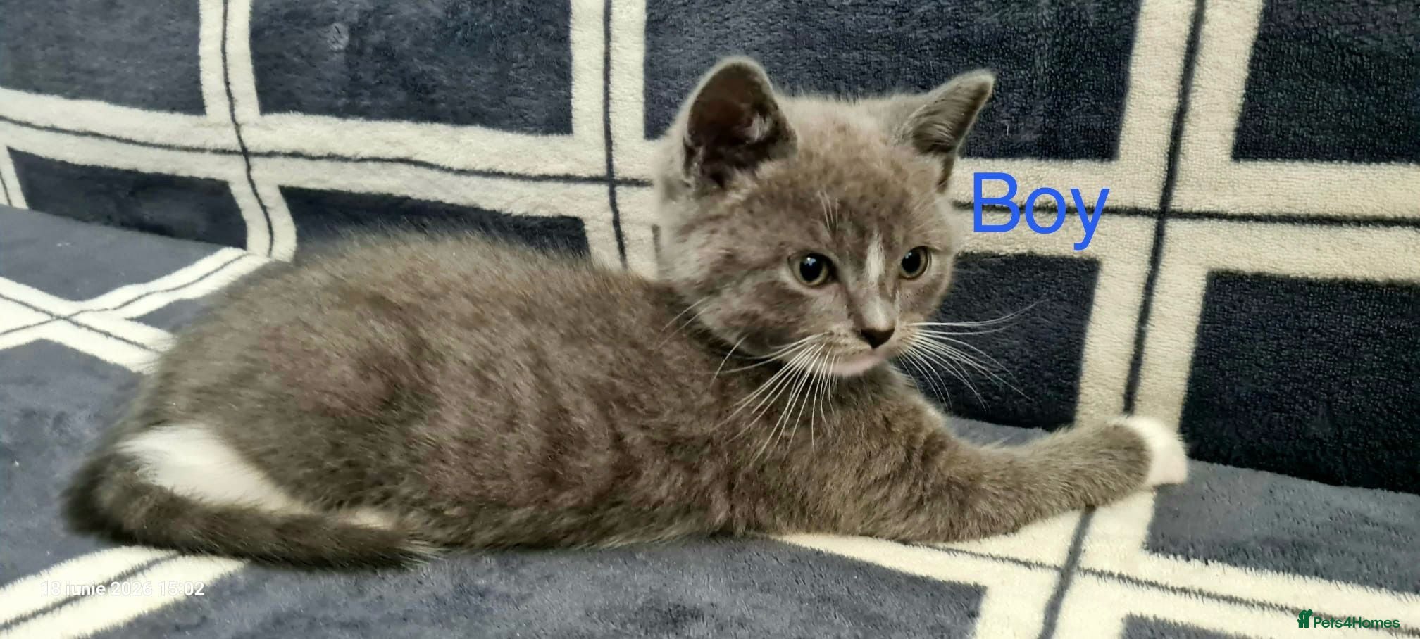 Mixed Breed cats 6 Beautiful Kittens - Advert 1