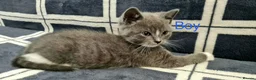 Mixed Breed cats for sale: 6 Beautiful Kittens - Advert 1