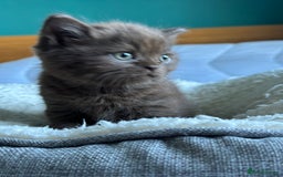 British Shorthair cats for sale: Chocolate and Red British Shorthair and Longhair - Image 2