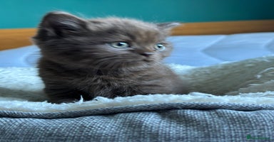 British Shorthair cats - Advert 3