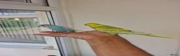 Budgerigars birds for sale: Super hand tamed baby budgies  - Advert 26