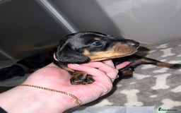 Miniature Dachshund dogs for sale: Black and Tan miniature dachshunds  - Advert 2