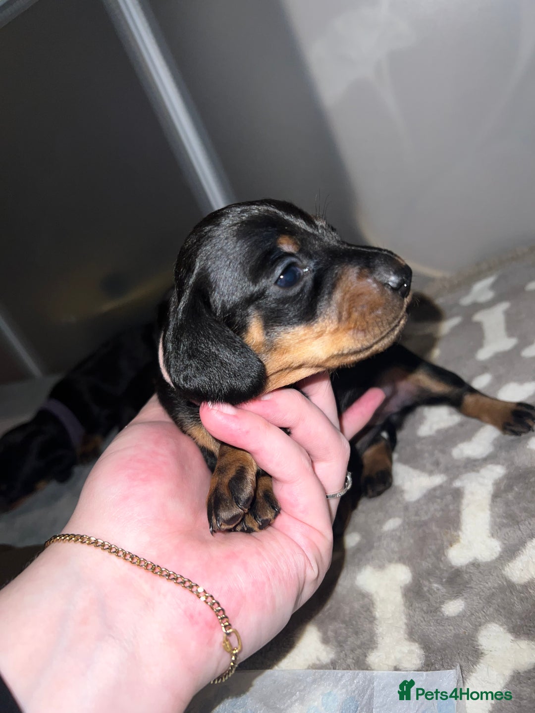 Miniature Dachshund dogs for sale: Black and Tan miniature dachshunds  - Advert 2