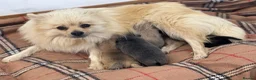 Pomeranian dogs for sale: Pomeranian puppies. - Advert 13