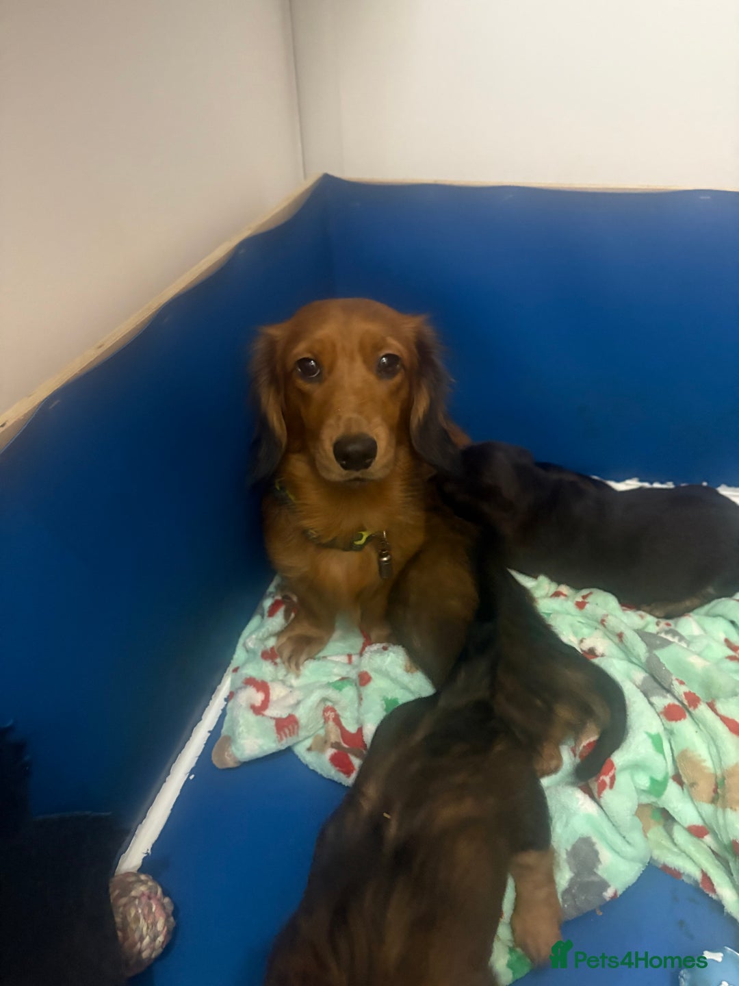 Dachshund dogs for sale: Dachshund puppies for sale  - Advert 7