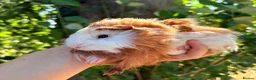 Guinea Pig rodents for sale: LOTS !!! very loving baby boy guinea pigs 🩵 - Advert 12