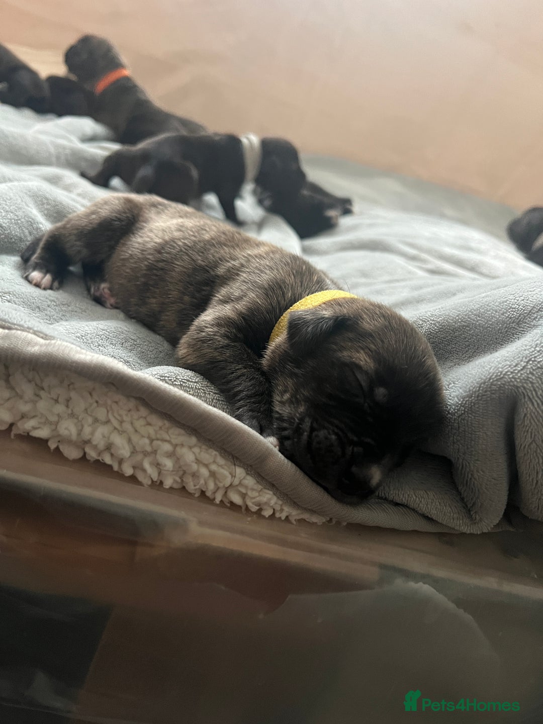 Cane Corso dogs for sale: Yuki & Aries Cane Corso Puppies  - Image 9