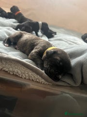 Cane Corso Puppy 3 Yellow