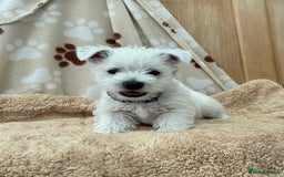 West Highland Terrier dogs for sale: 1 WESTiE BOY AVAILABLE!! - Image 4