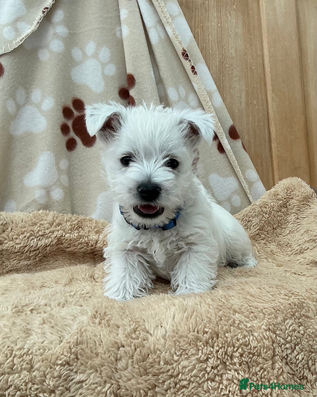 West Highland Terrier dogs for sale: 1 WESTiE BOY AVAILABLE!! - Image 4